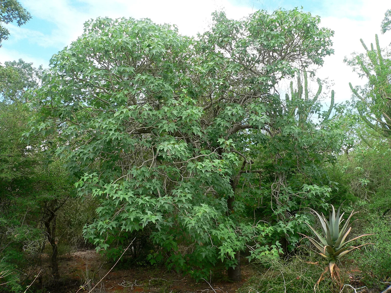 Jatropha mahafalensis