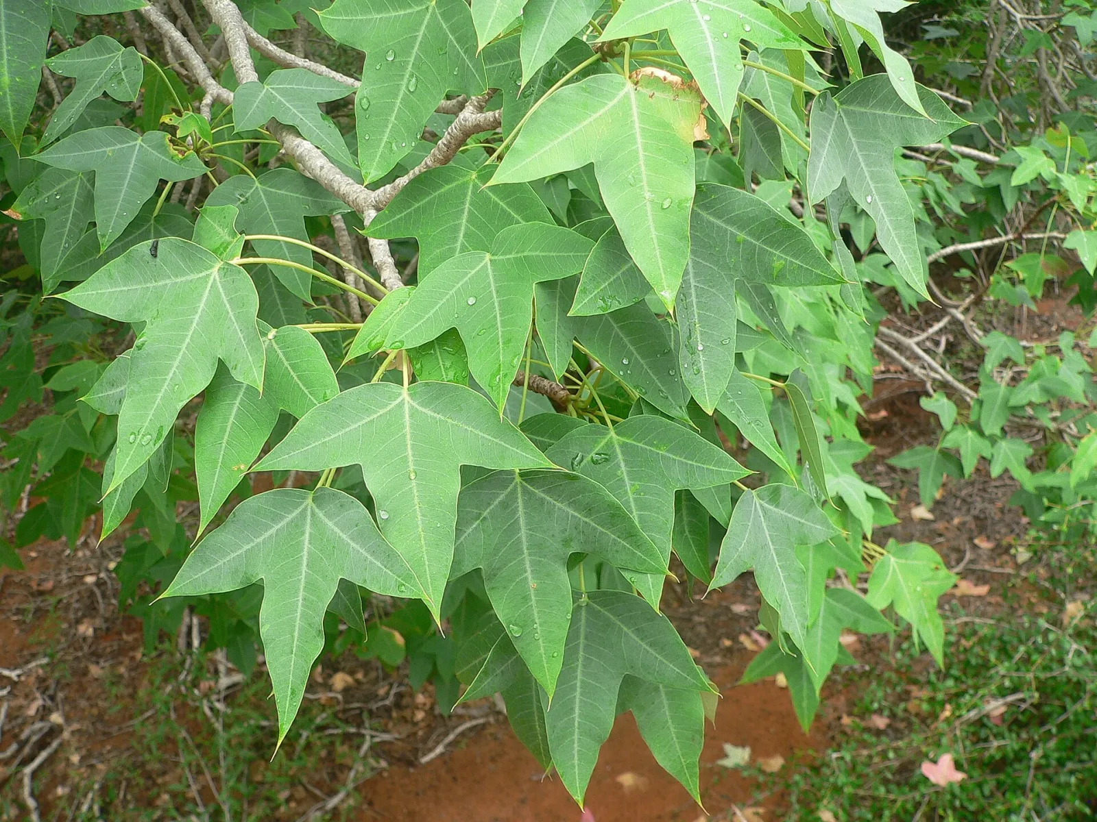 Jatropha mahafalensis