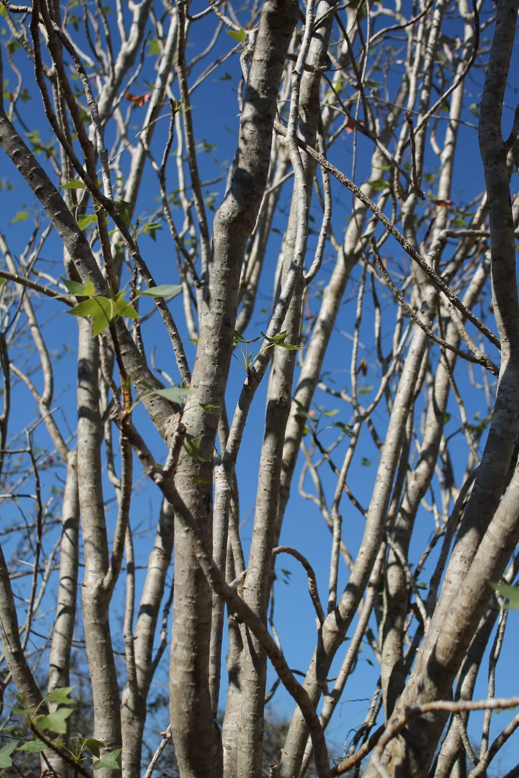 Jatropha mahafalensis