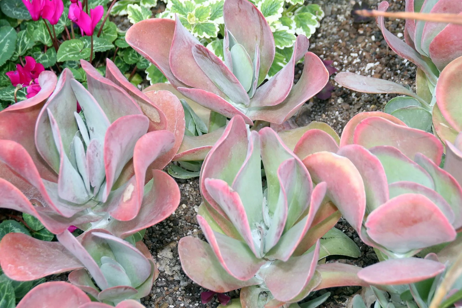Kalanchoe thyrsiflora