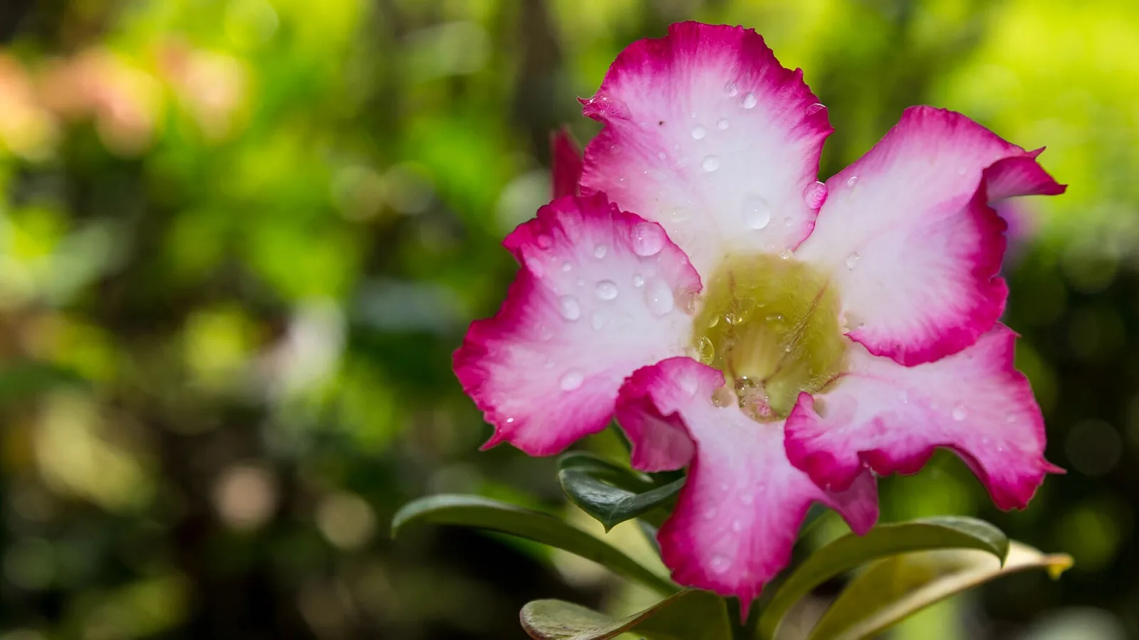 Adenium obesum Triple Blue Lace