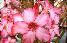 Adenium arabicum Bonsai