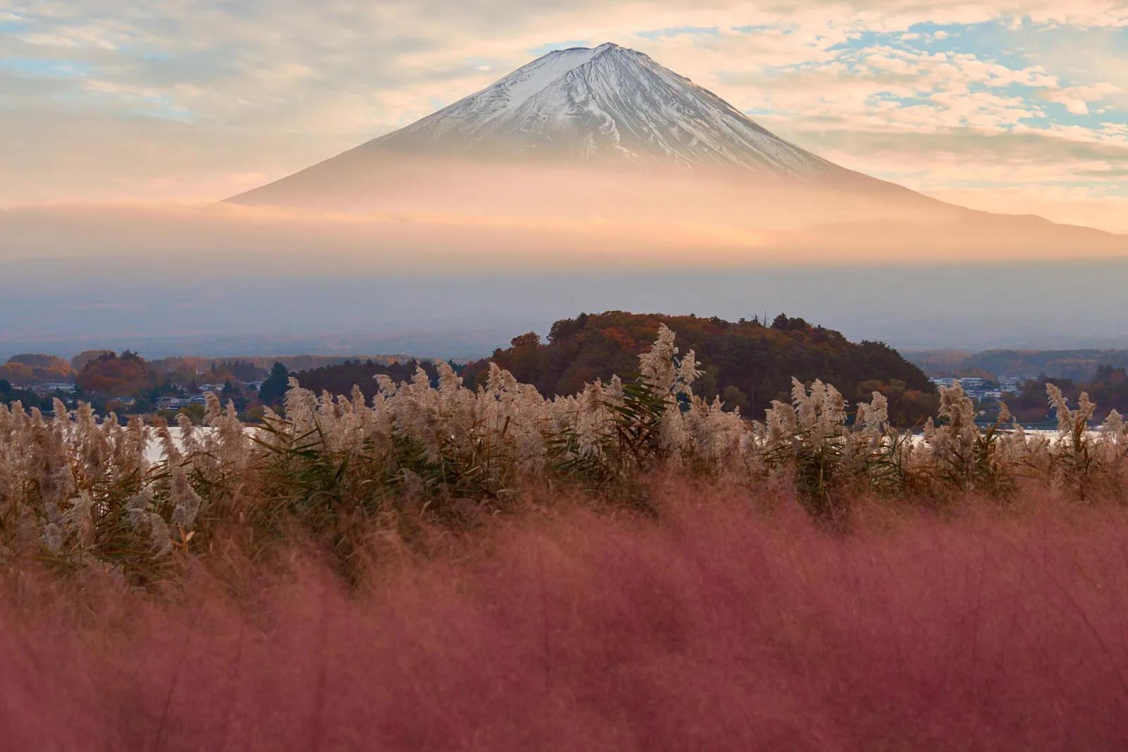 Muhlenbergia capillaris Pink Muhly Grass