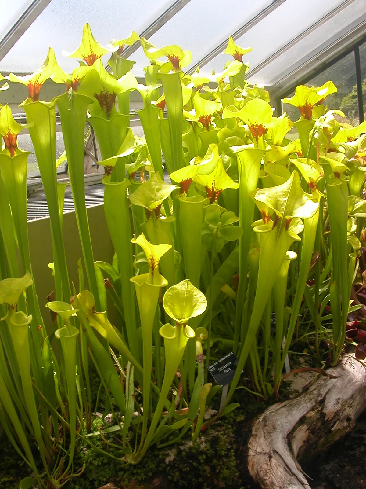 Sarracenia flava var flava