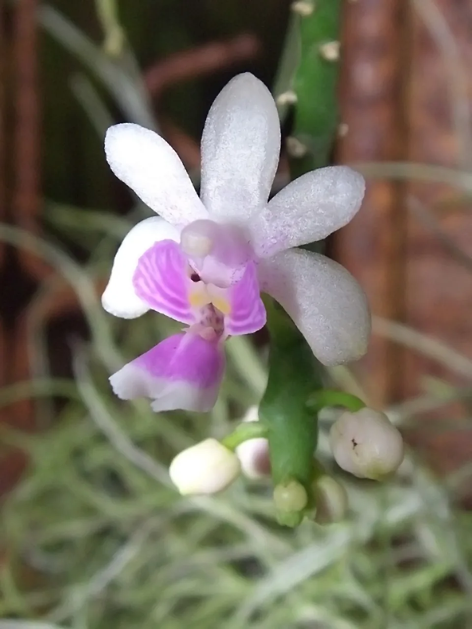 Kingidium deliciosum