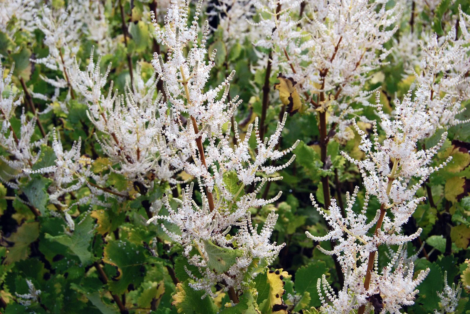 Tetradenia riparia
