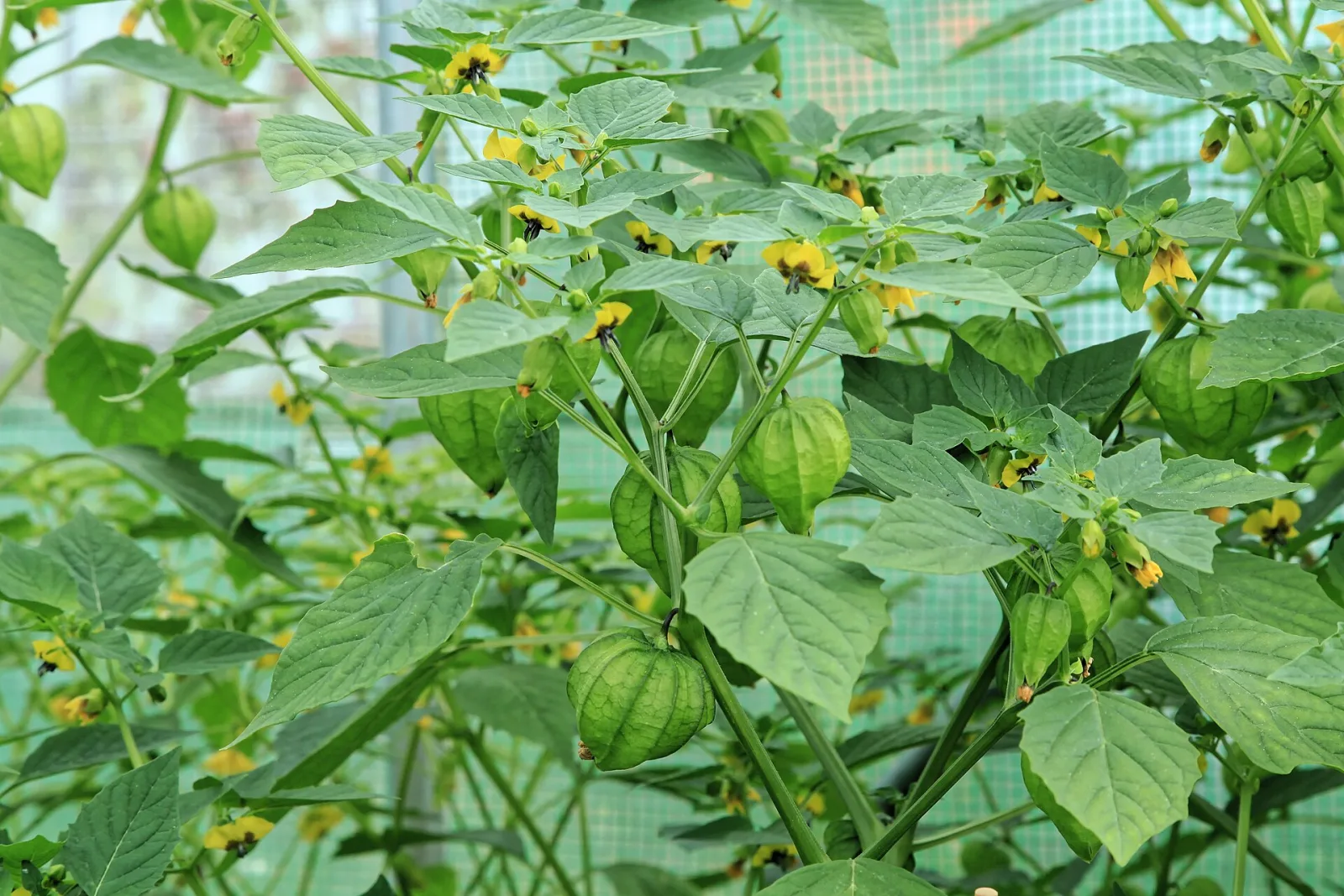 Tomatillo Verde Samen