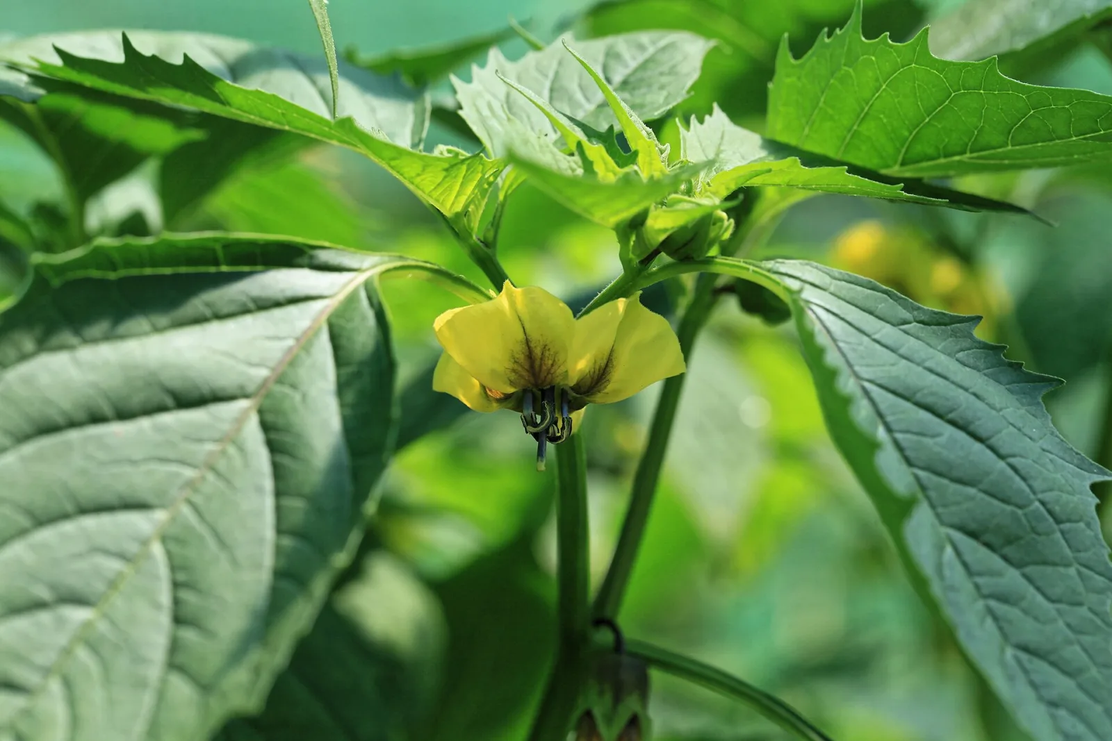 Tomatillo Verde