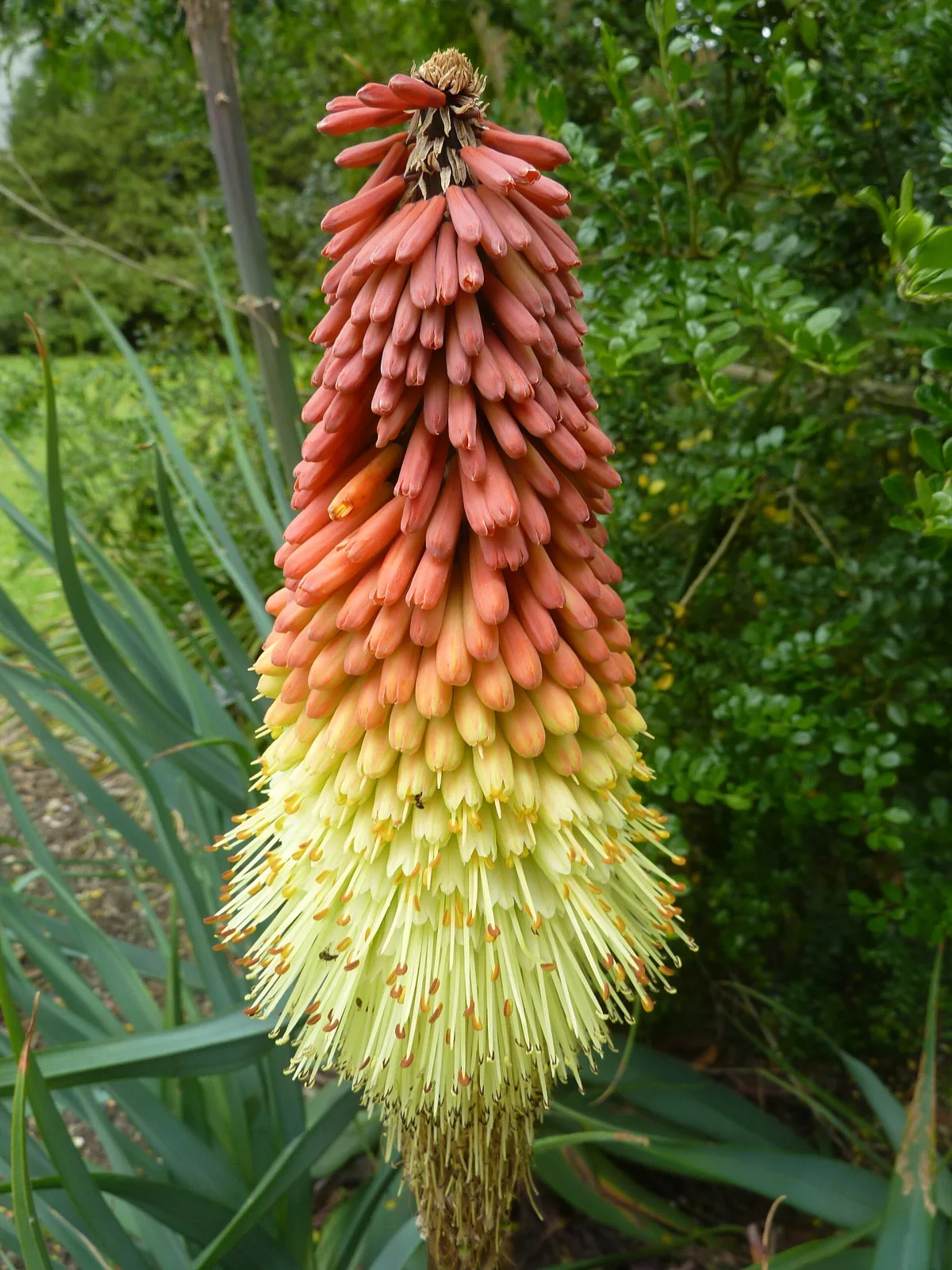 Kniphofia caulescens