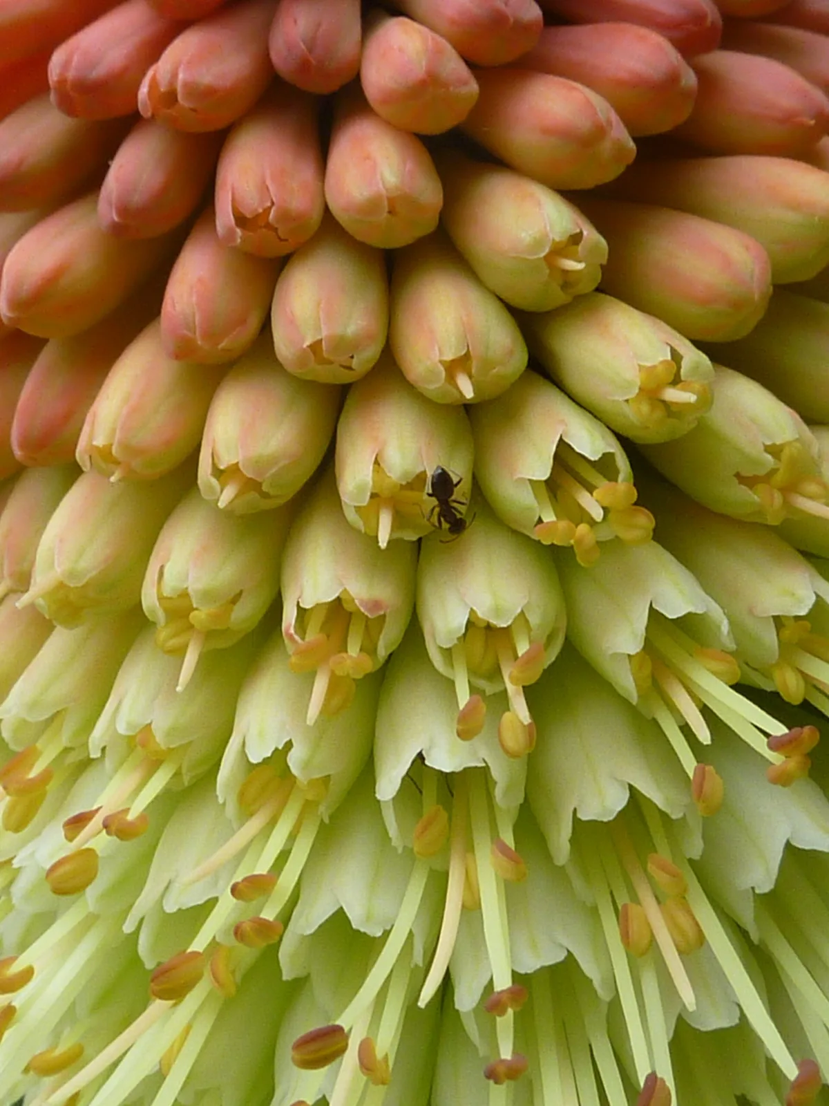 Kniphofia caulescens