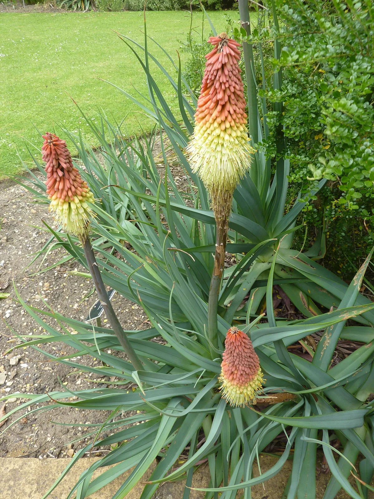 Kniphofia caulescens