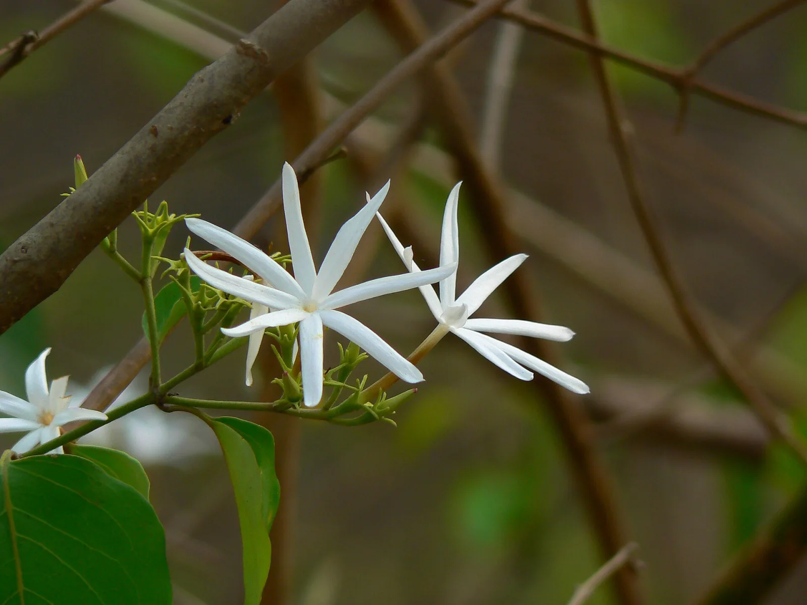 Jasminum nervosum