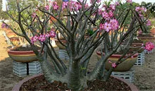 Adenium arabicum Bonsai