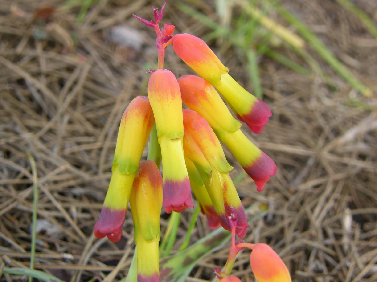 Lachenalia aloides var quadricolor