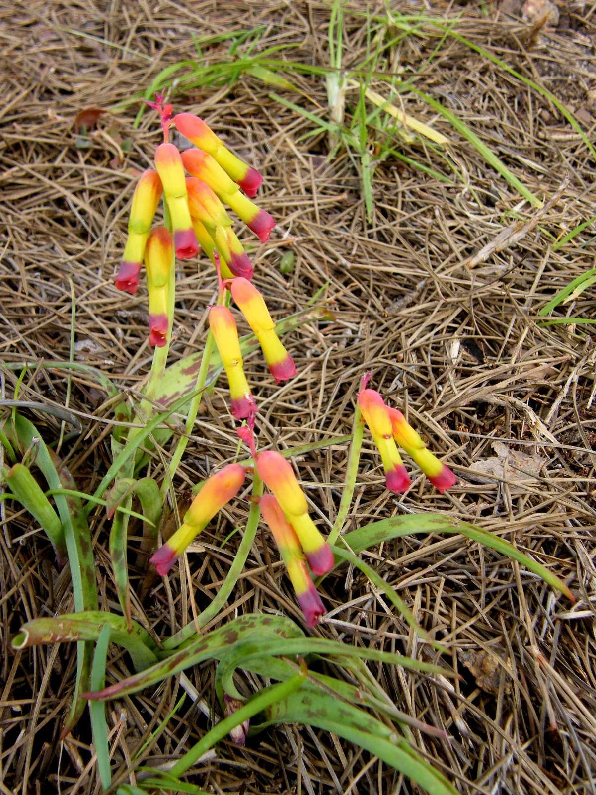 Lachenalia aloides var quadricolor