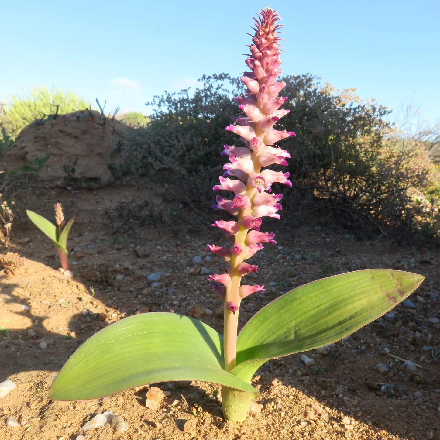 Lachenalia carnosa