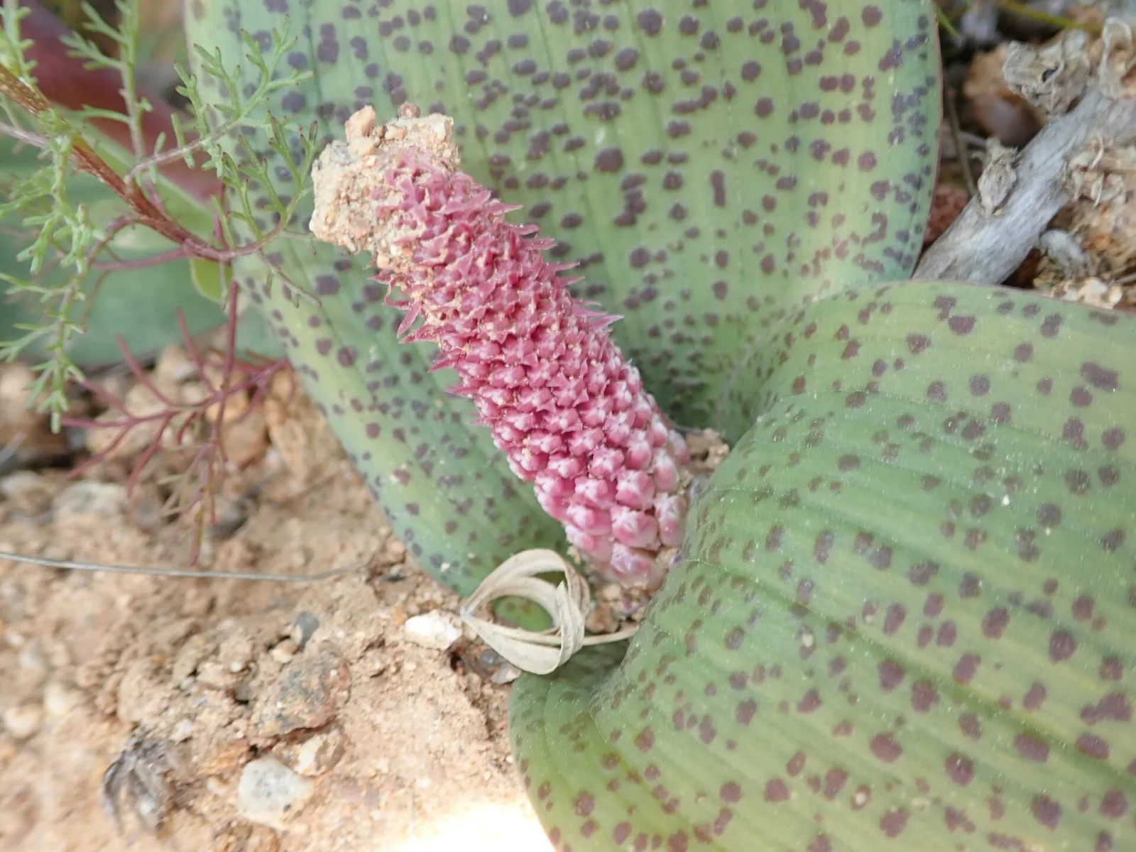 Lachenalia carnosa