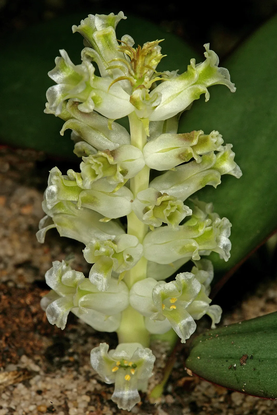 Lachenalia congesta