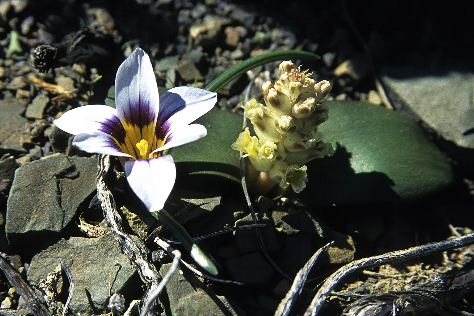 Lachenalia congesta