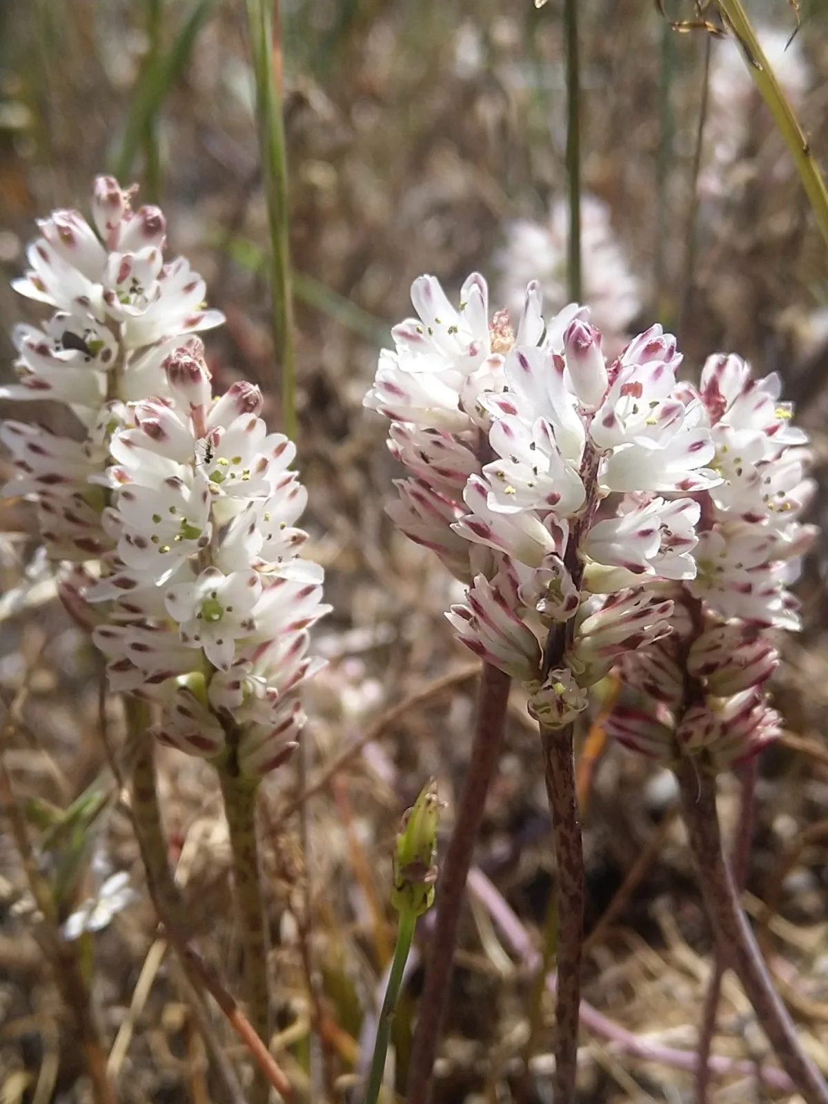Lachenalia contaminata