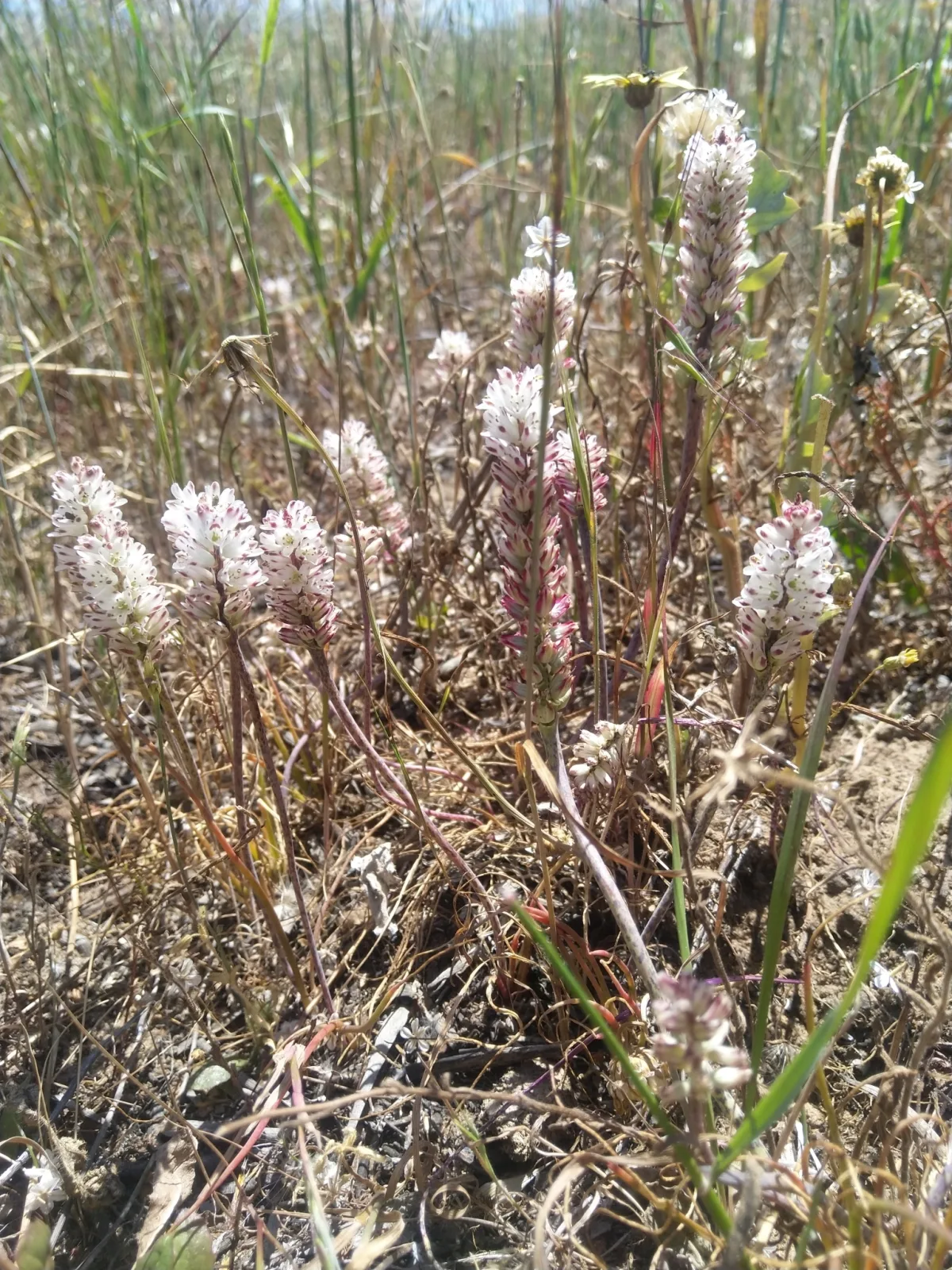 Lachenalia contaminata