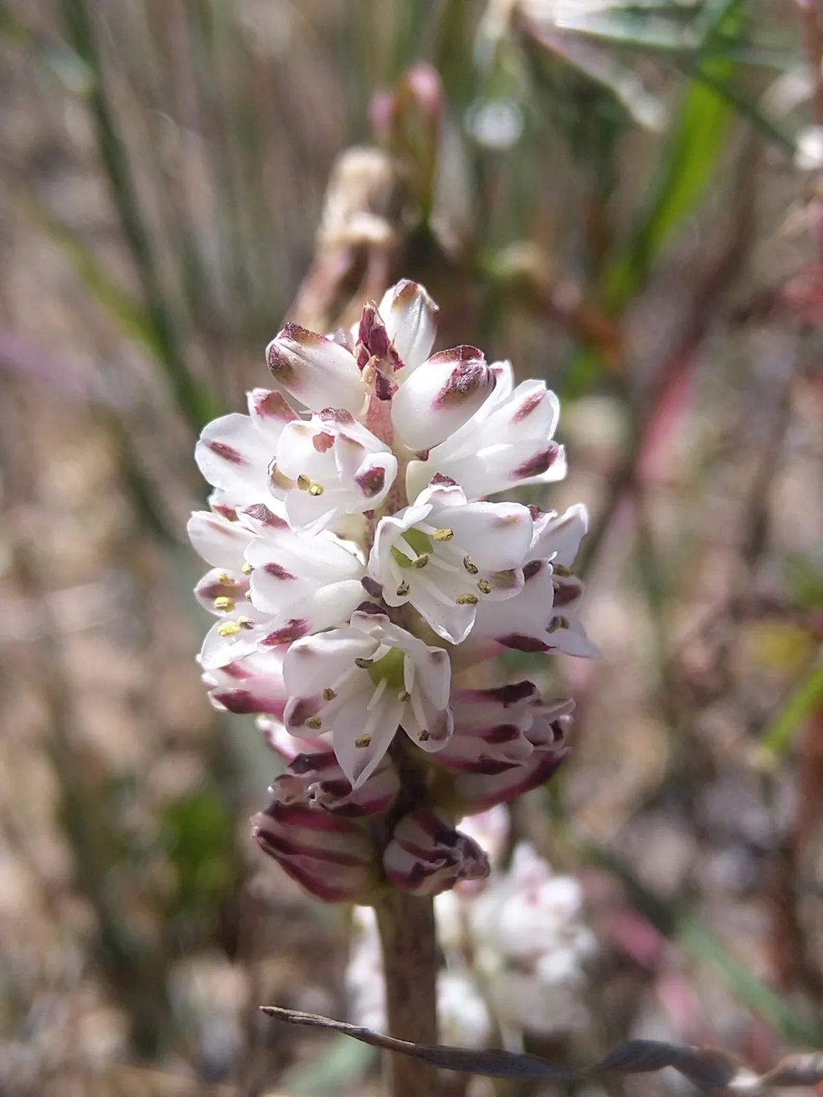 Lachenalia contaminata
