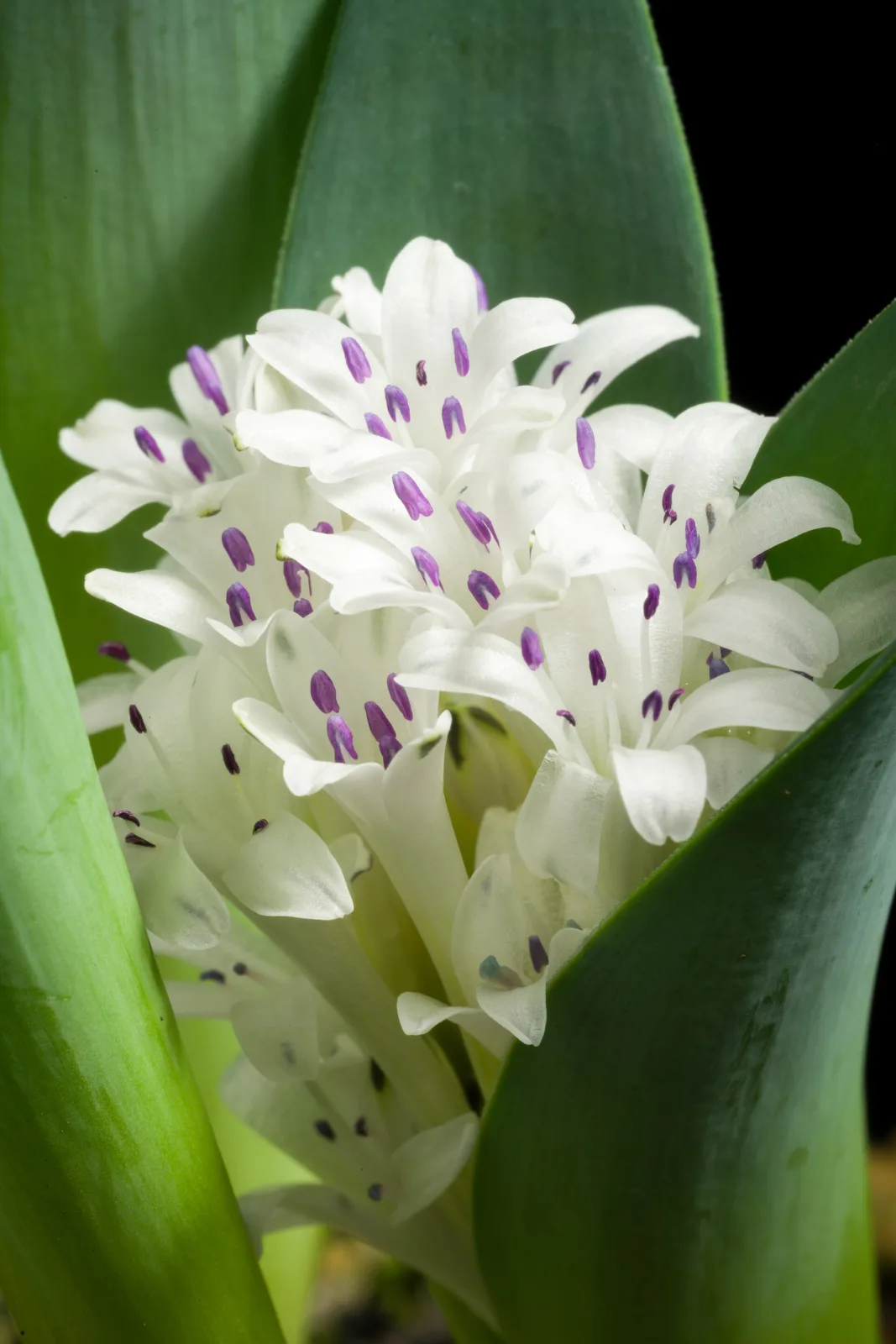 Polyxena ensifolia