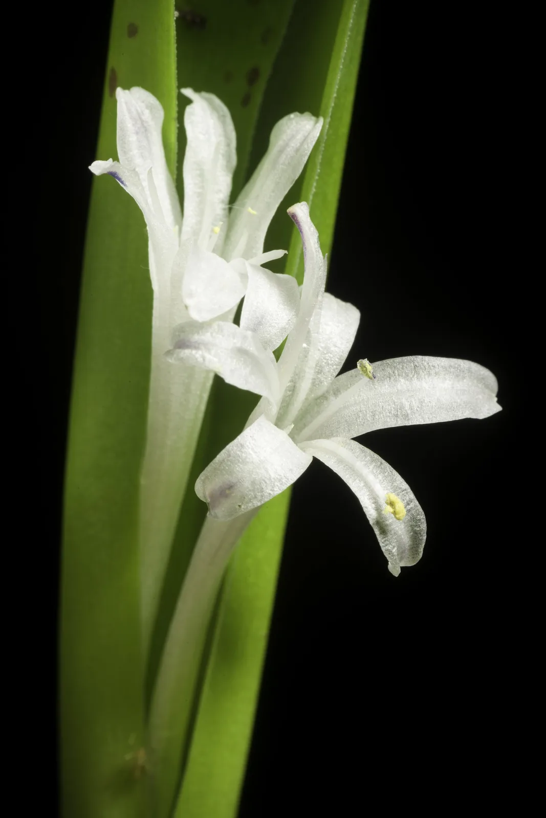 Polyxena ensifolia