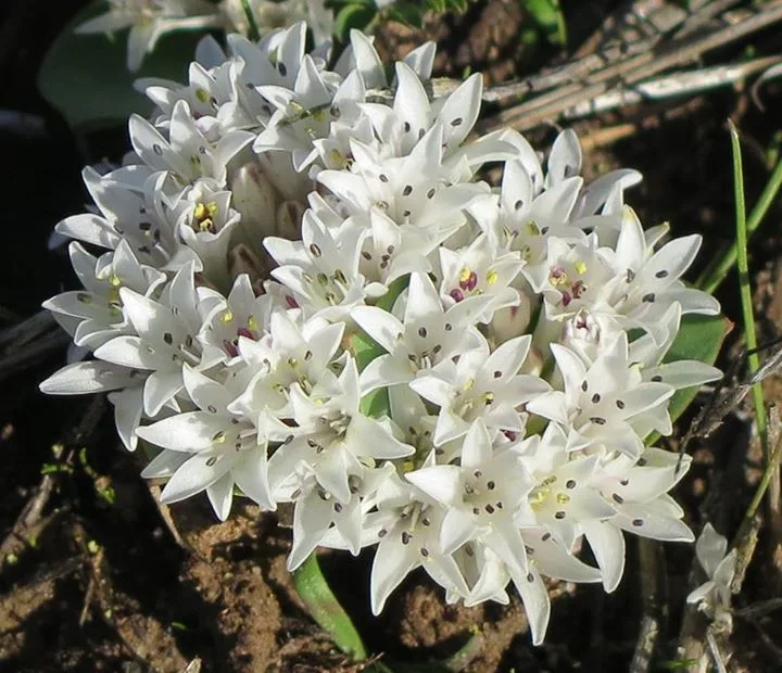 Polyxena ensifolia
