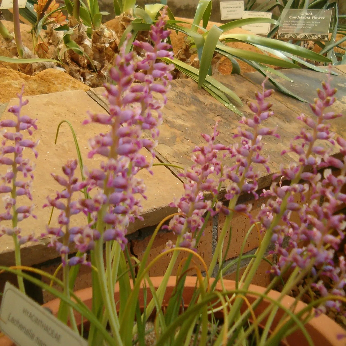 Lachenalia namaquensis