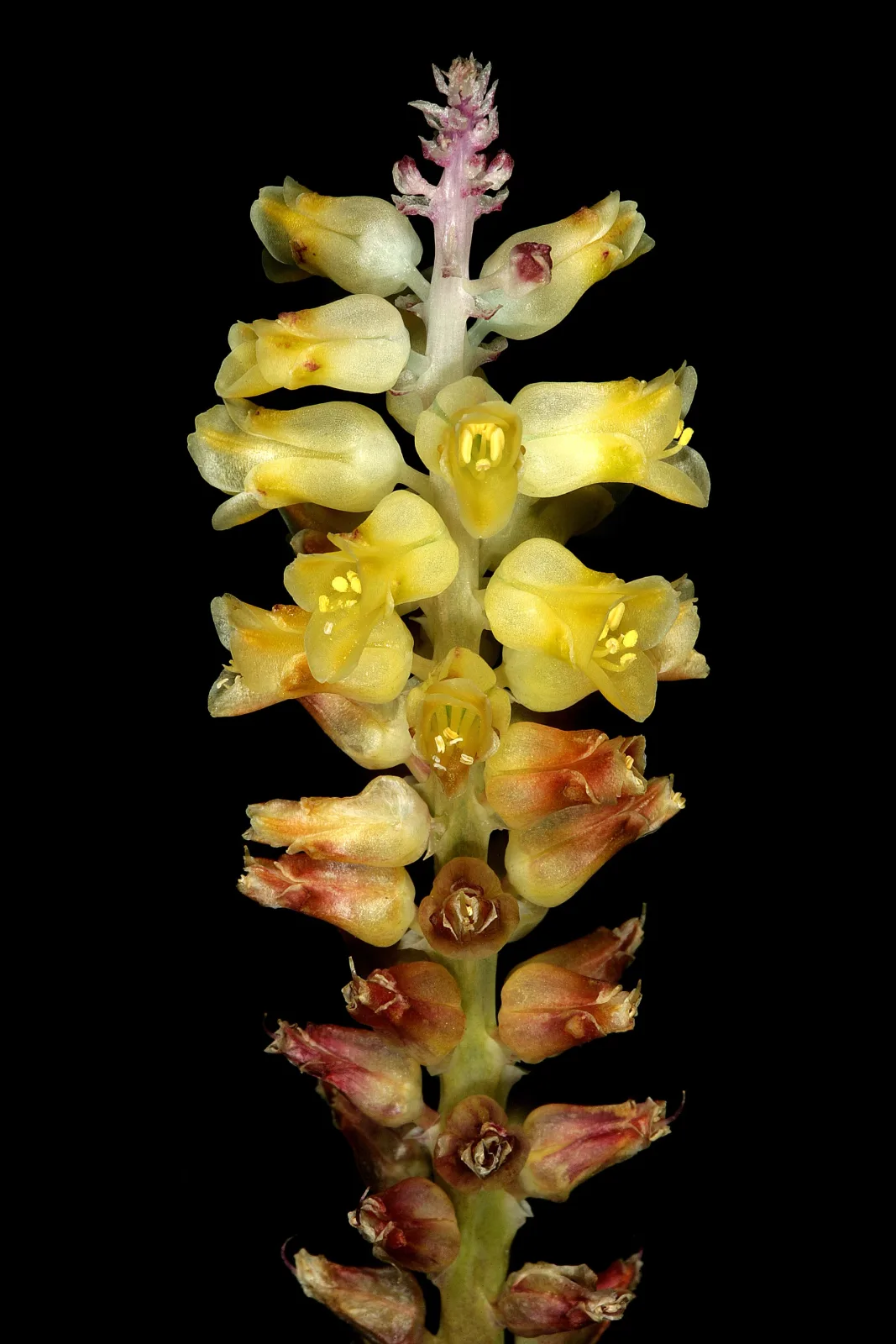 Lachenalia pallida