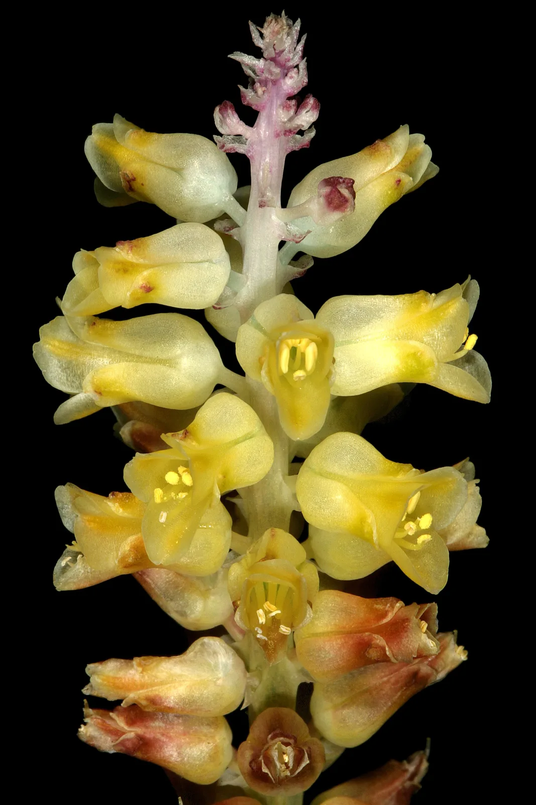 Lachenalia pallida