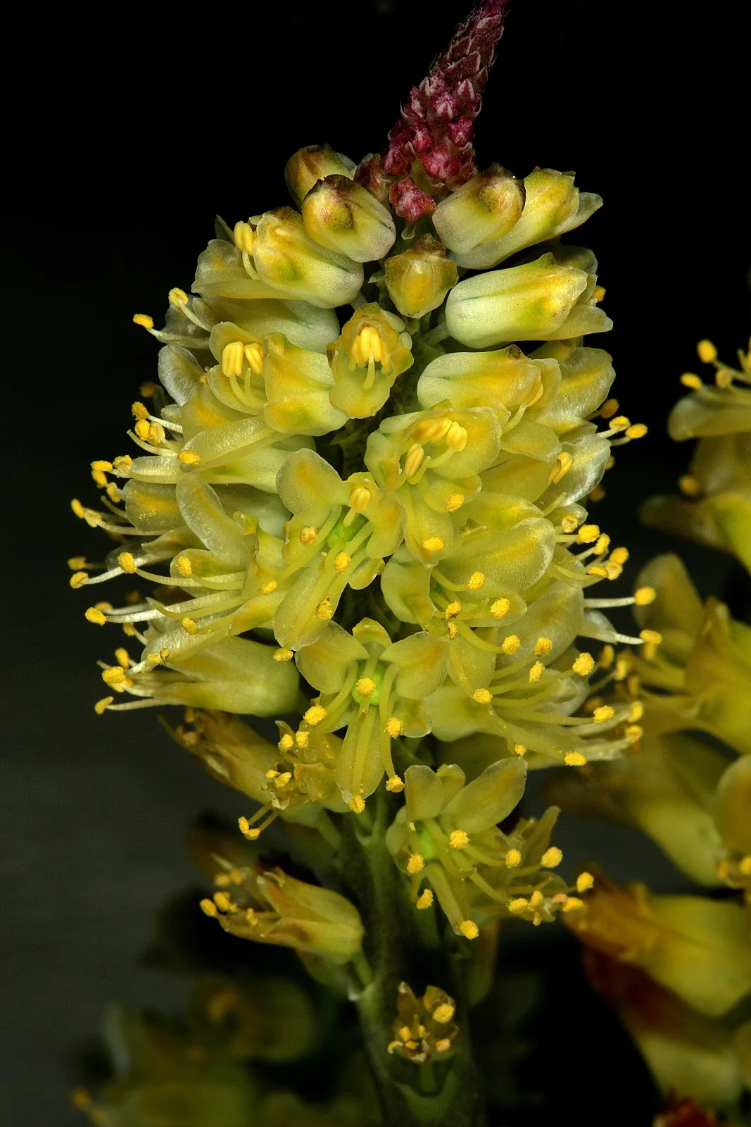 Lachenalia pallida