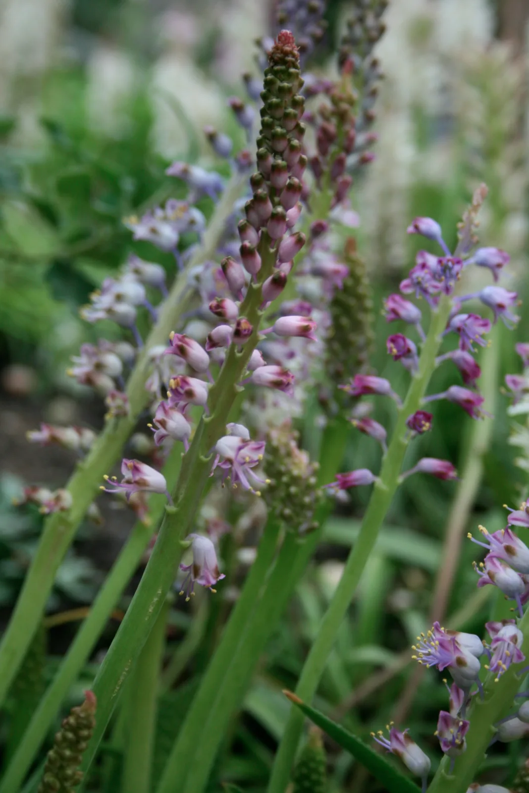 Lachenalia purpureo caerulea