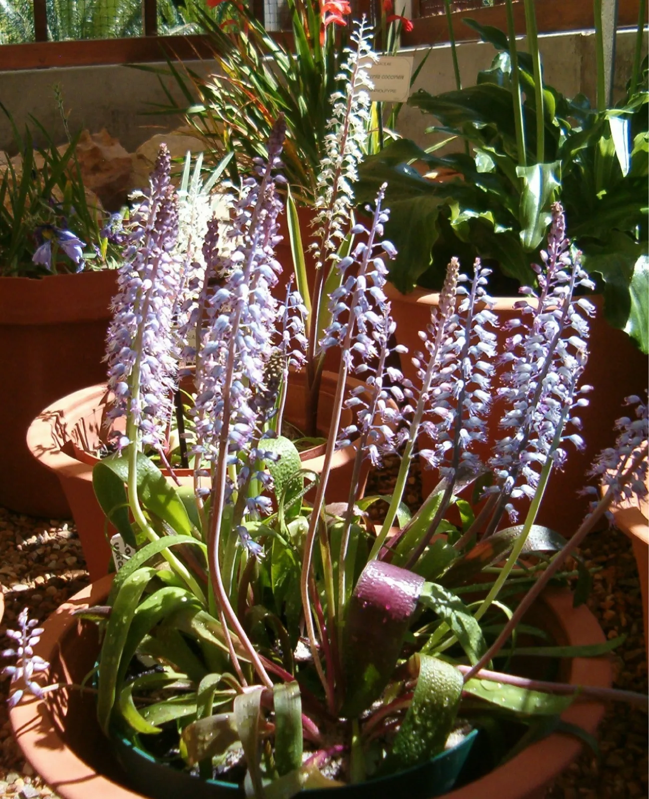 Lachenalia unicolor