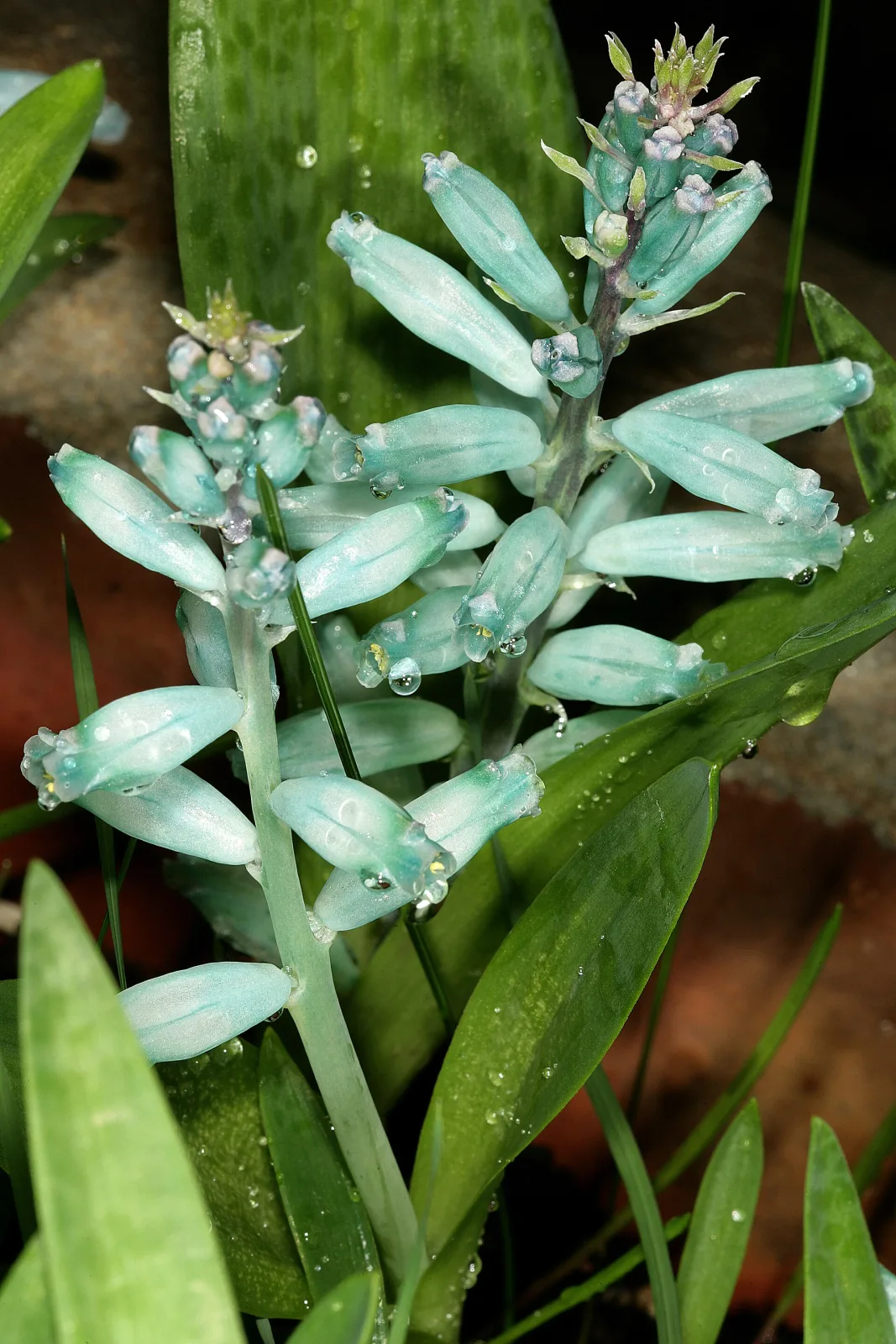 Lachenalia viridiflora