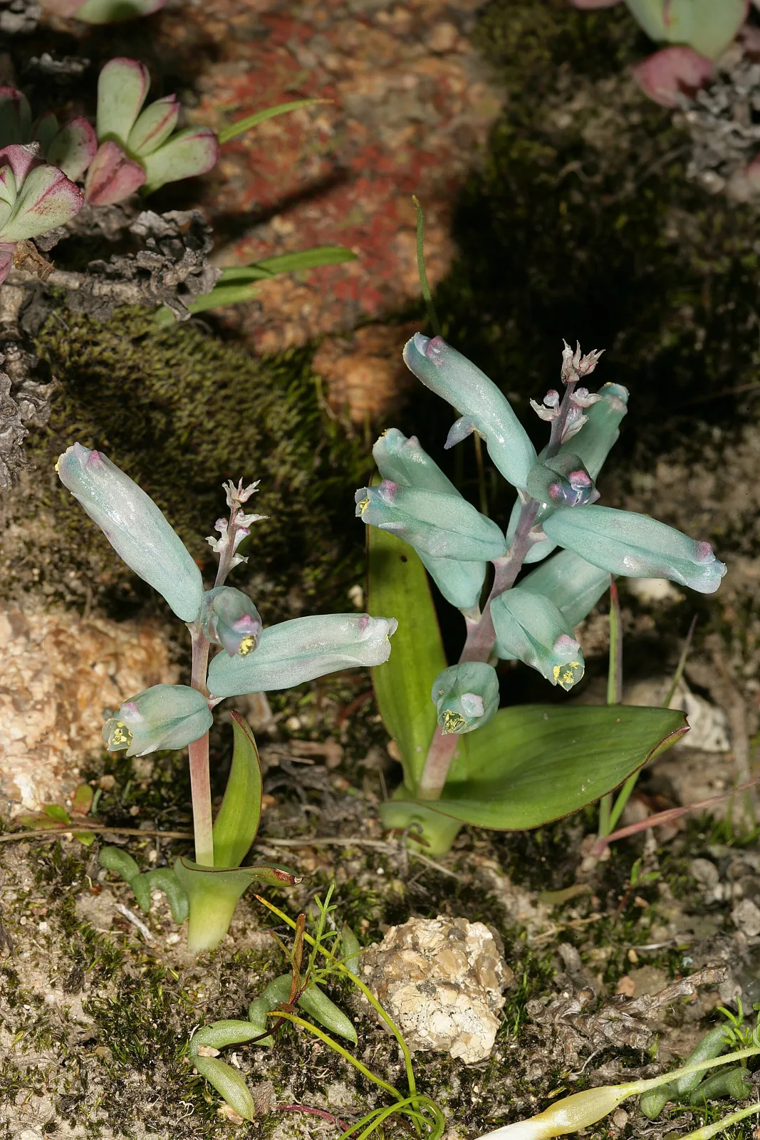 Lachenalia viridiflora