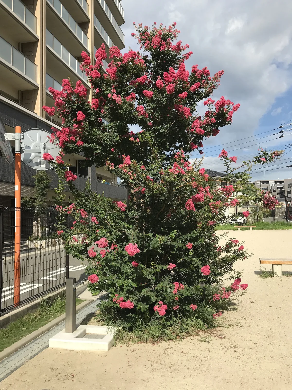Lagerstroemia indica