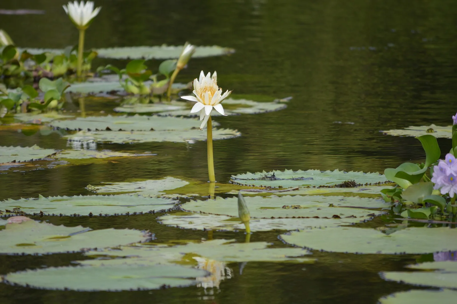 Nymphaea ampla