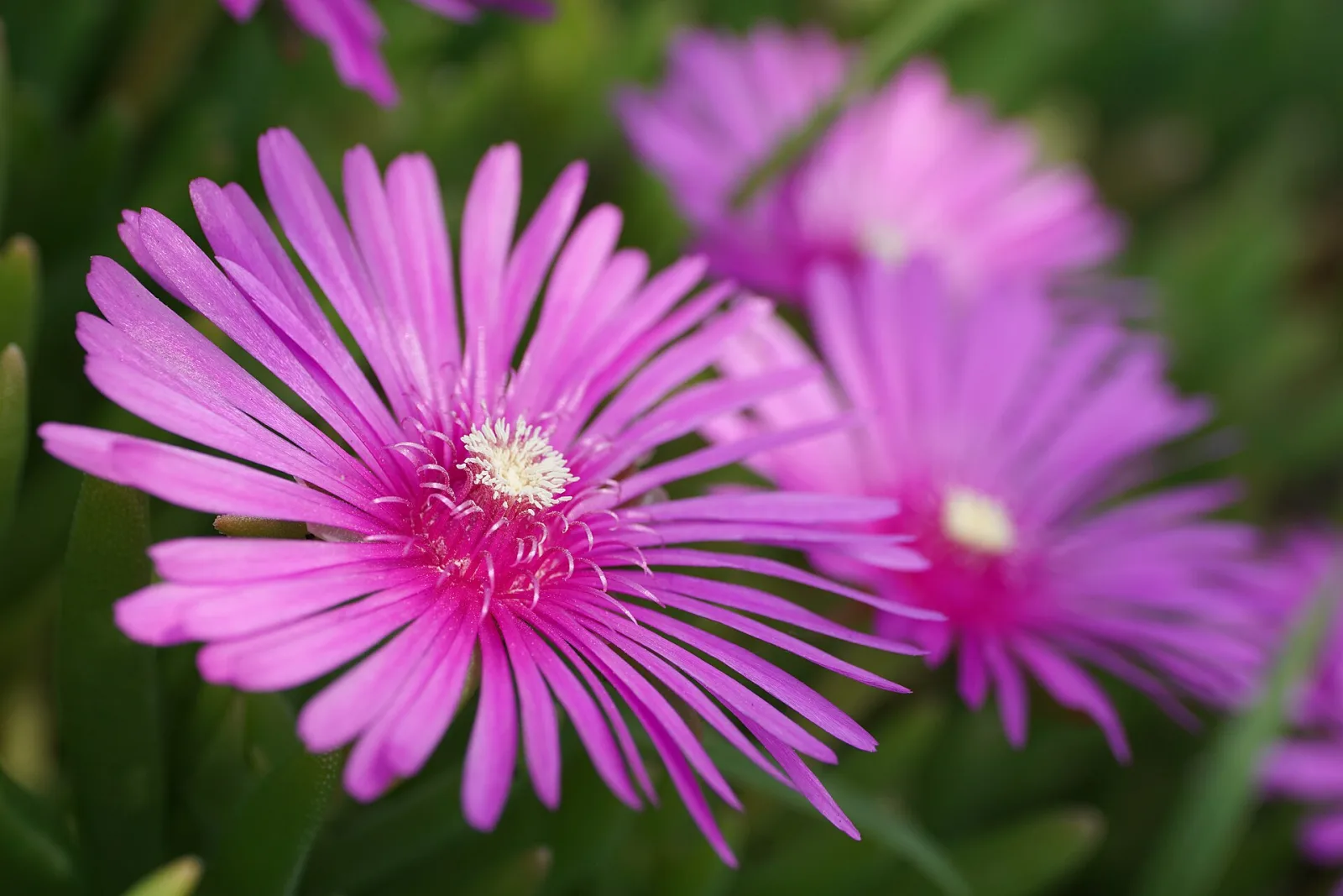 Lampranthus spectabilis