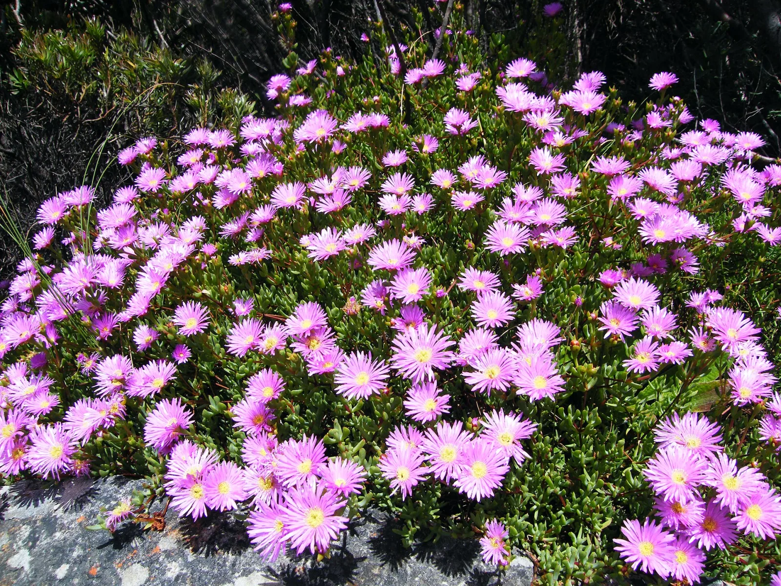 Lampranthus falciformis