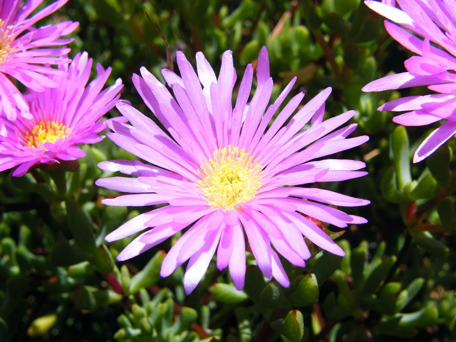 Lampranthus falciformis