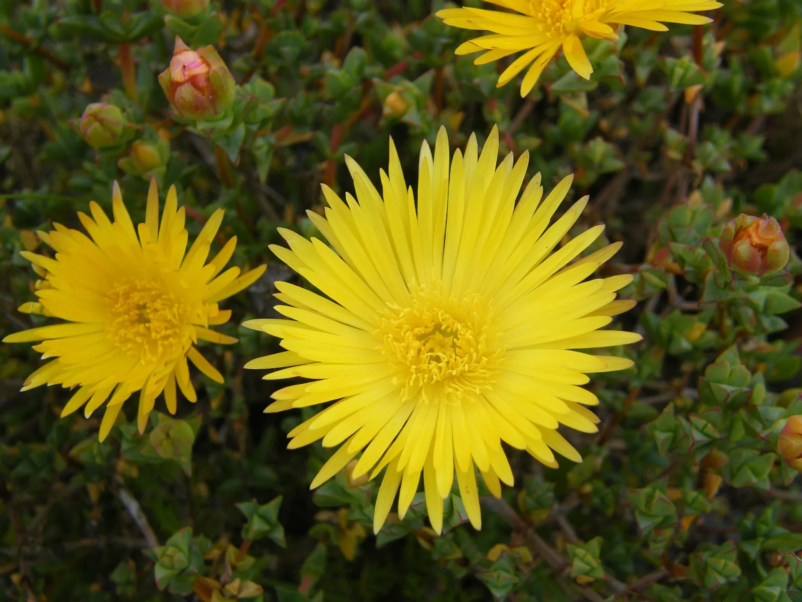 Lampranthus glaucus