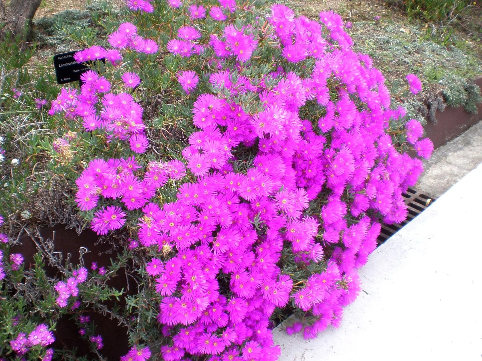 Lampranthus multiradiatus