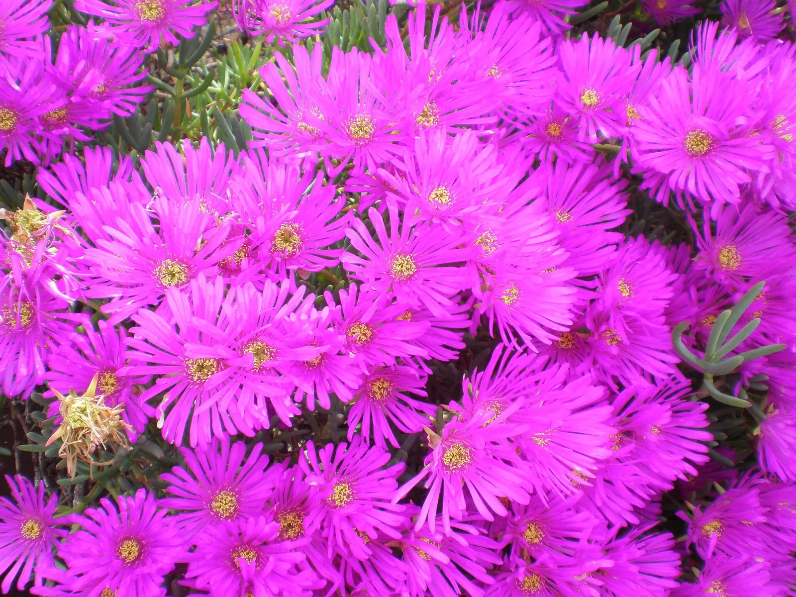 Lampranthus multiradiatus