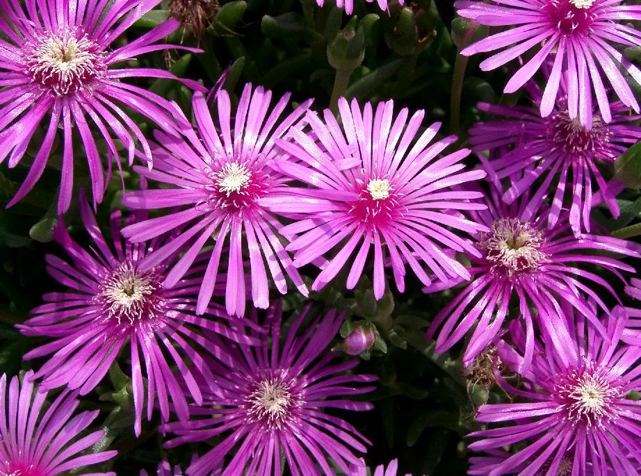 Lampranthus spectabilis