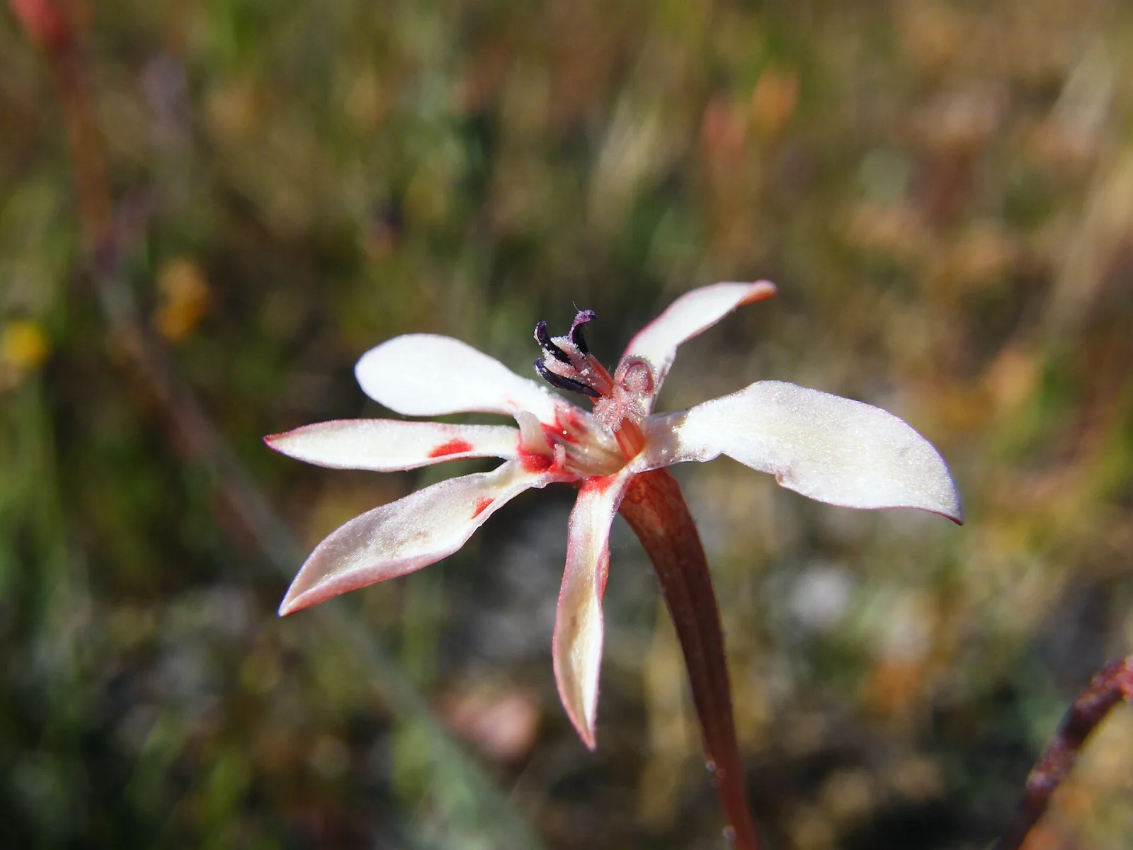 Lapeirousia anceps