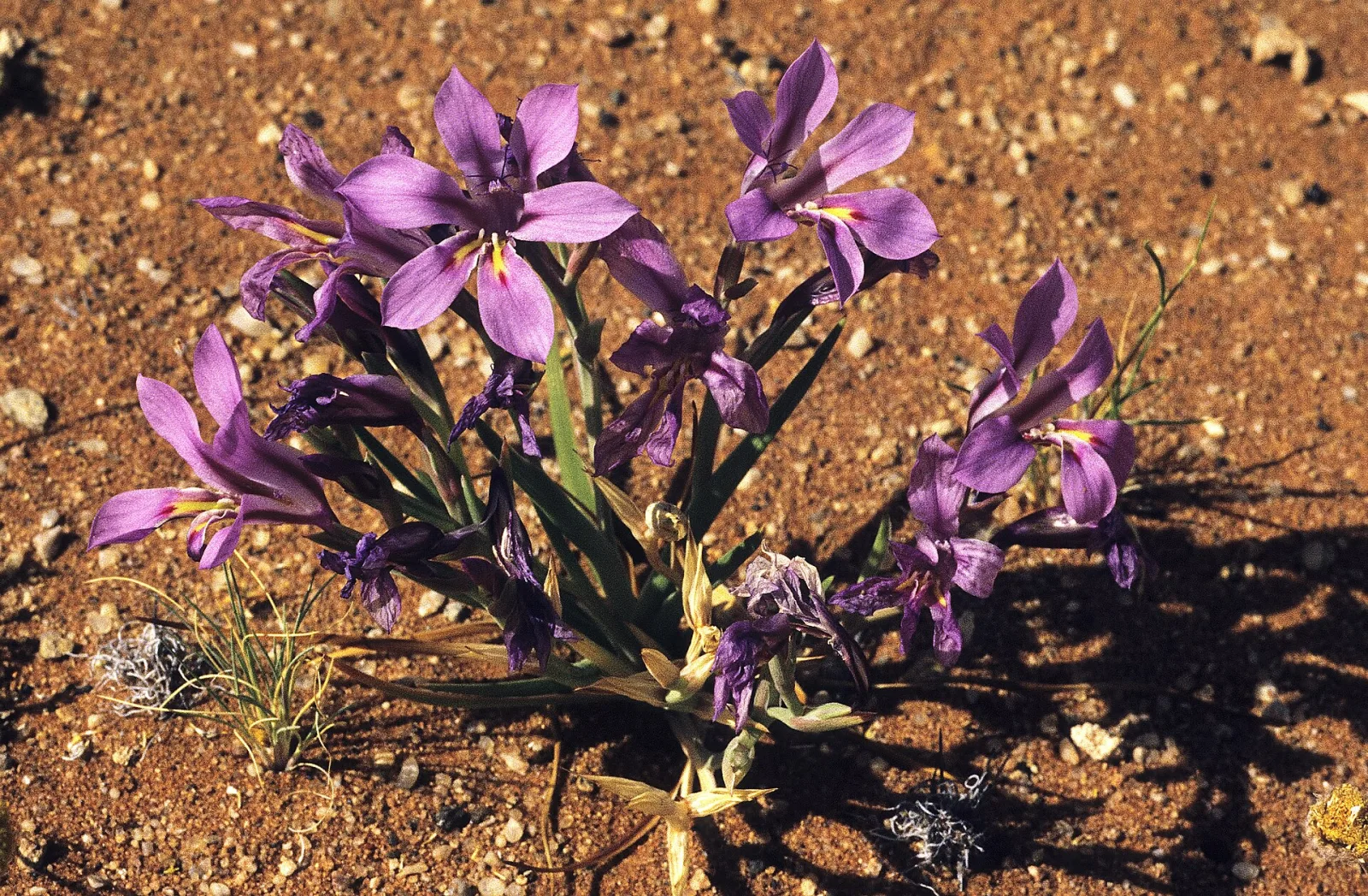 Lapeirousia barklyi