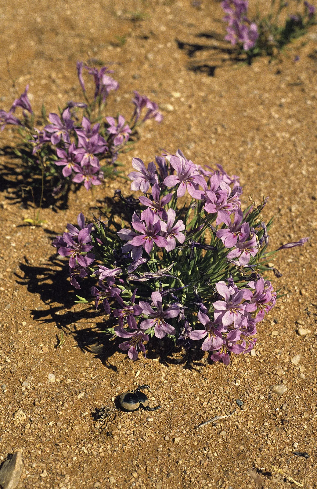 Lapeirousia barklyi