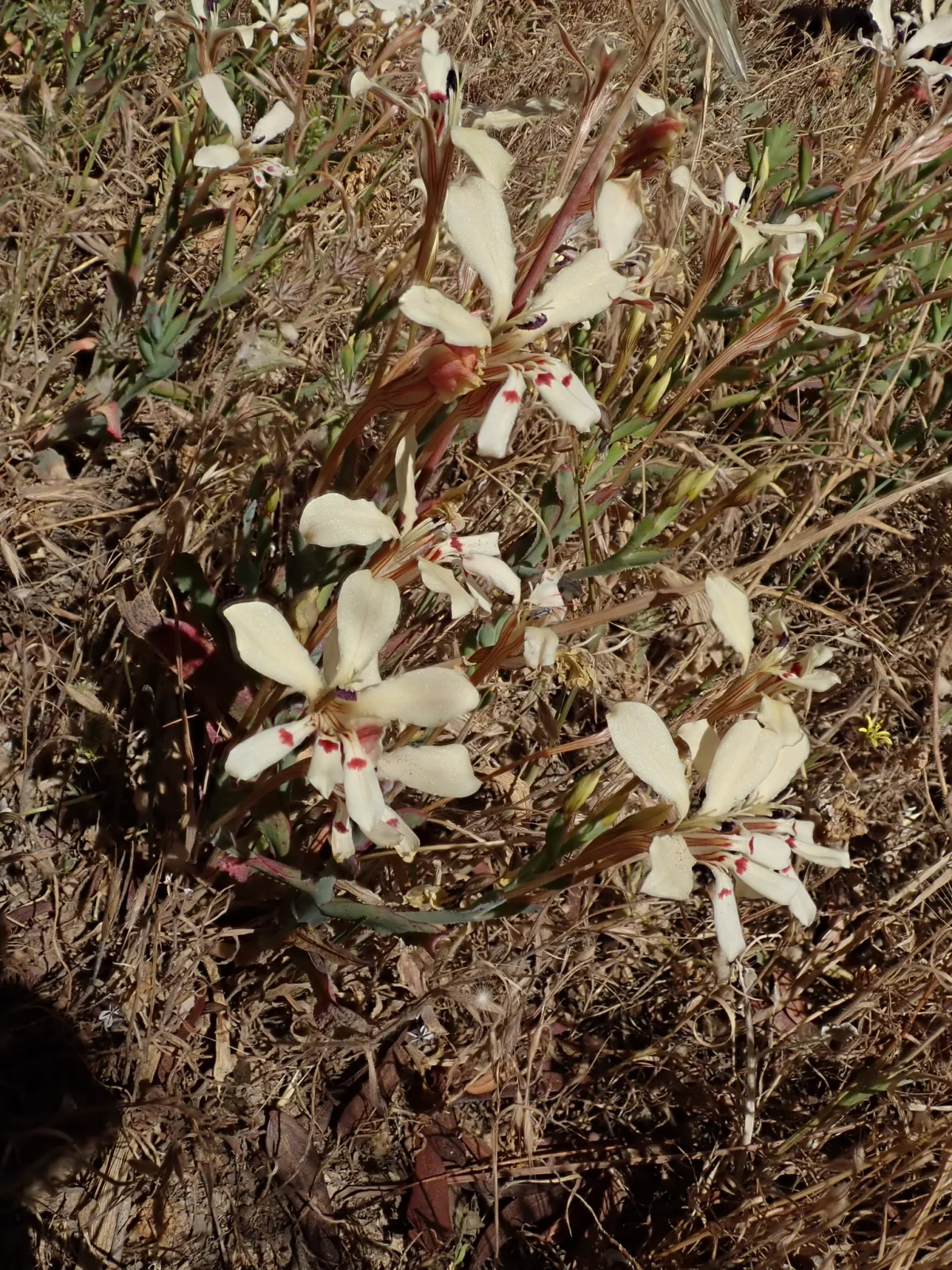 Lapeirousia fabricii